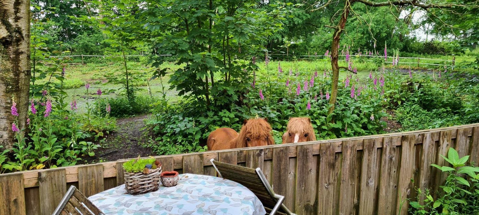 Rust En Stilte In De Natuur Onstwedde Esterno foto